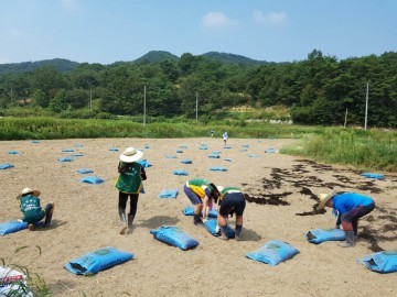 대전 중구 행복나눔농장, 김장용 배추 농사 본격 시동