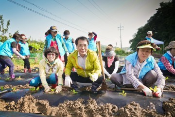 대전 동구 산내동복지만두레, 사랑의 김장 배추심기 행사