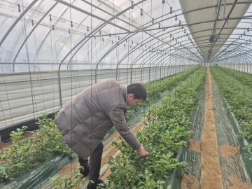 충주시, 토마토뽈나방 확산 방지에 나선다