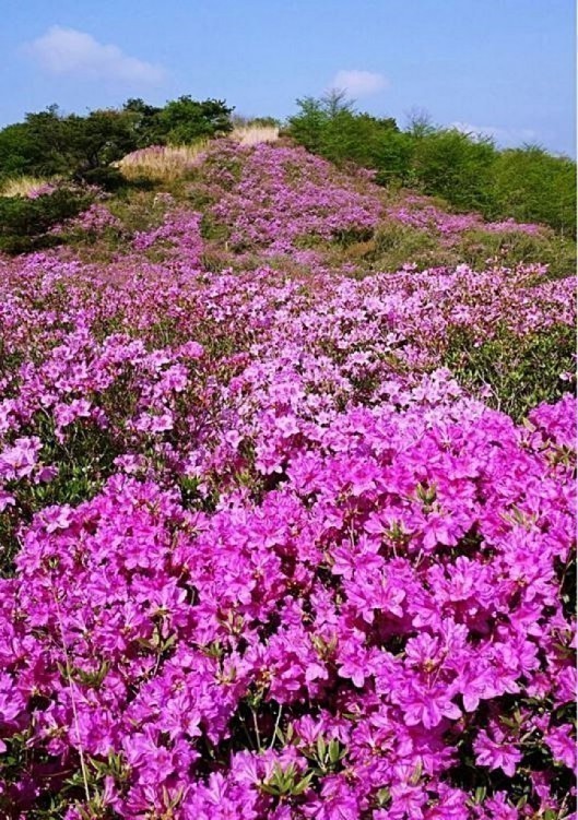하늘과 맞닿은 분홍빛 꽃물결, 천상의 풍경일세~