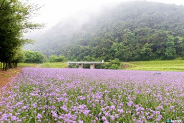 단양 고운골에 보랏빛 여름 물결… 버베나꽃 2만 4천 본 만개