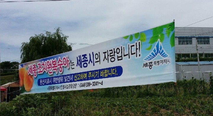 세종시, 가짜 조치원복숭아 특별단속