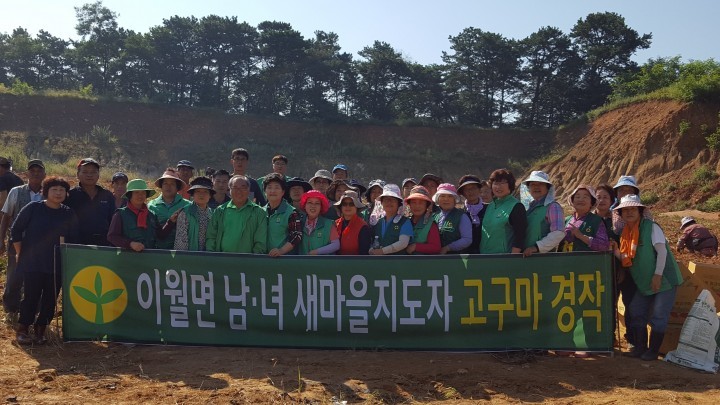 이월면 남녀새마을지도자協 사랑의 고구마 수확