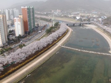 아름다운 벚꽃 드라이브 상주로 오세요.