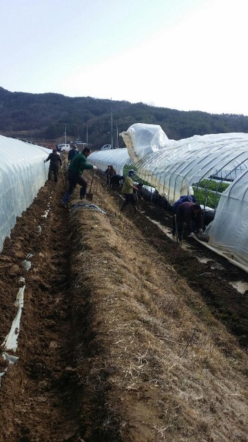 성주군 월항면 인촌리 참외비닐하우스20여동(43,560㎡)이 강풍에 벗겨지는 피해가 발생
