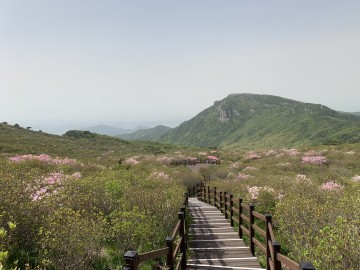 비슬산 참꽃군락지 내 참꽃 지고 산철쭉 만개하기 시작한 달성군