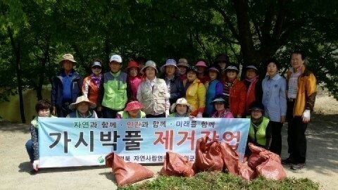 자연사랑연합회 가시박 제거 작업으로 군위군 생태균형 지킨다.