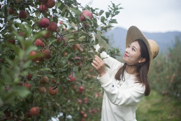 영주시, 과수시설현대화로 FTA 경쟁력 확보 나서
