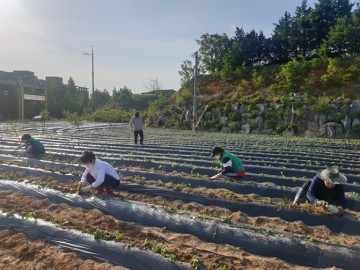 쌍용1동 새마을남녀지도자회, 랑의 텃밭 운영 고구마 심기를 진행