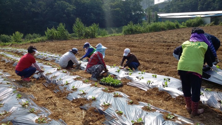 상패동 새마을남녀지도자 “사랑의 배추 심기”