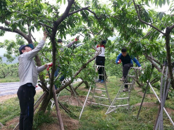 영동군, 2015 봄철 농촌일손돕기 추진