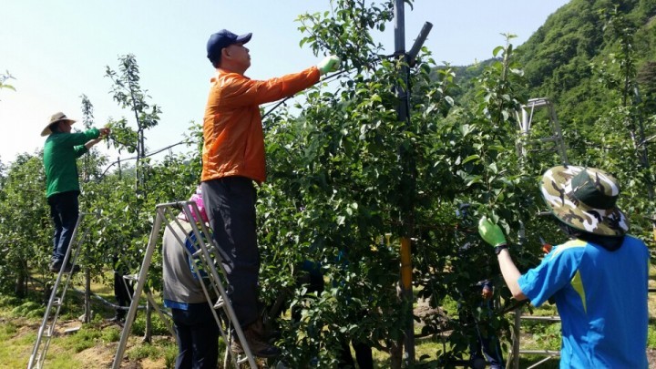농업기술센터 ‘ 농촌사랑 일손돕기 ’실시