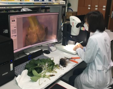 딸기 화아분화 검경 진단실 운영