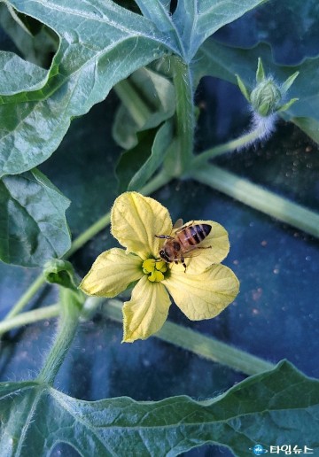 충북농업기술원, 수박 착과기 맞아 환경·양분관리 당부