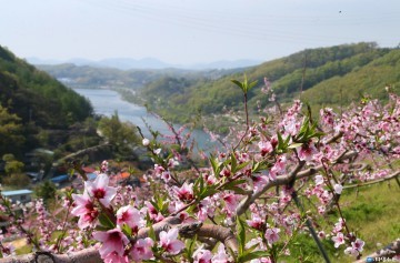 복사꽃과 남한강