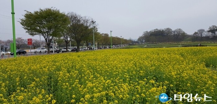 경주시 봄의 전령사 벚꽃에 이어 유채가 장관