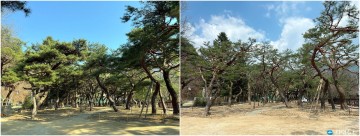 제천 의림지 솔밭공원, 봄맞이 손님맞이 준비 한창