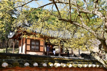 화사한 봄 소식 알리는 담양 소쇄원 산수유