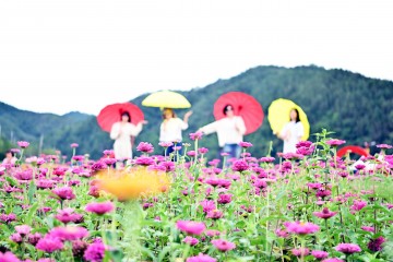 청송군,  가을 백일홍 명소 '산소카페 청송정원' 개장 