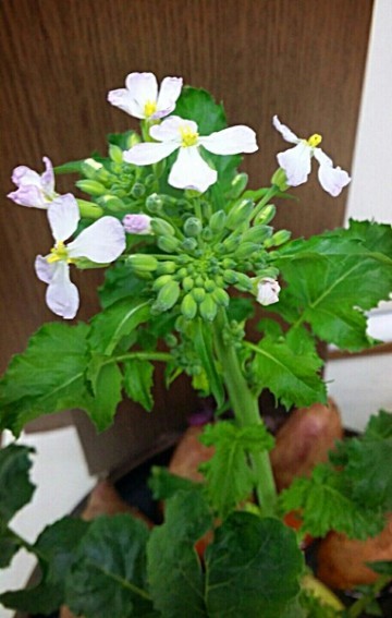 익산시청 디쉬가든, 한겨울 보기 드문 '무꽃' 활짝