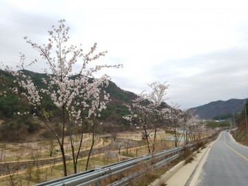영주댐 일주도로 40km, 새로운 벚꽃 명소된다
