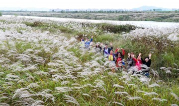  영산강 서창들녘 억새축제' 가을정취 가득