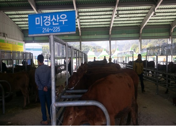 곡성 한우 제33회 전라남도 한우경진대회 “우수상”