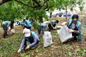 건보 대전지역본부, 1사1촌 자매결연 세대 농촌일손봉사!