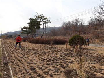 봉양면, 복사꽃길 조성 위한 가지치기 작업 실시