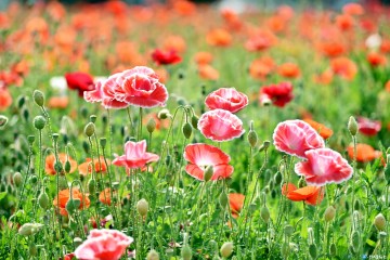 청송의 봄 주왕산관광단지, 진보 객주공원  꽃양귀비 활짝!