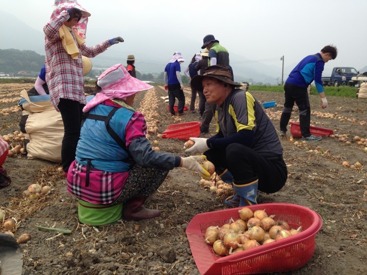 가조면, ‘농촌 일손돕기’로 현장행정 실천
