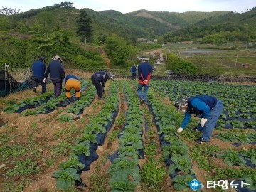 무공봉사회, 배추 농가 일손돕기 봉사로 구슬땀