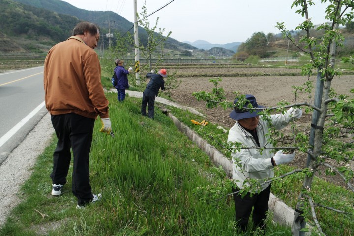 고제면 꽃사과 가로수 관리, 우리가 할게요.