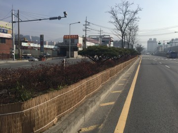 대전 동구, 가로수 월동 보호대책 ‘분주’