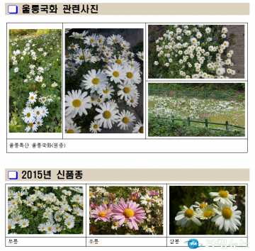 울릉도 특산식물 ‘울릉국화’ 노화예방 효과 우수