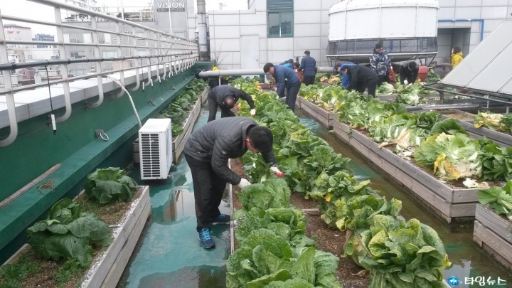 행복한 옥상텃밭 배추 수확 및 김장 담그기