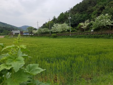 대전 대덕구, ‘장동’ 청보리가 익어가요!