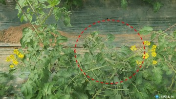 충북 토마토 주산지서 시들음병 확산 조짐…조기 진단·방제 당부