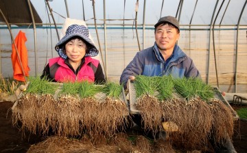 서산의 대표작물인 서산달래 본격 수확