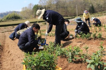 보성군, 인력난을 겪고 있는 농촌일손 돕기 