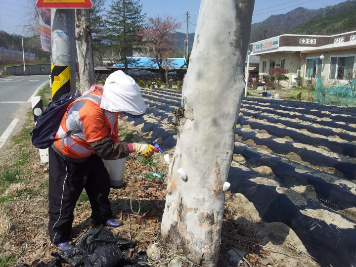 대전 동구, ‘농약살포 대신 수간주사’로 가로수 병충해 예방