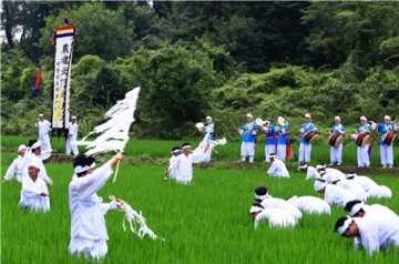  서창 발산마을 들녘에서 재현하는 '만드리 풍년제'