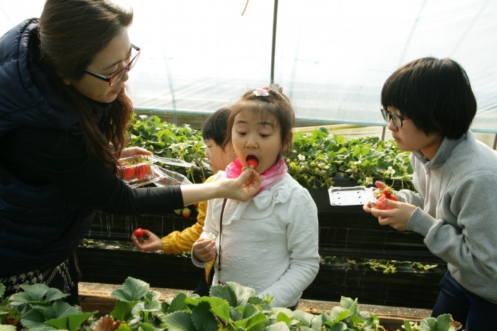 논산시, 새콤달콤 2015논산딸기축제 ‘팡파르’