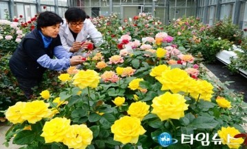 충북도, 1백 20여종 장미 유전자원 관리 및 교배작업 한창