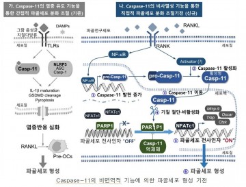 전남대, 면역 단백질로 골질환 새 치료법 제시 