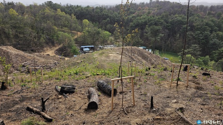 울진군 600ha 조림 사업 추진, 산림 녹화 본격적으로 시작