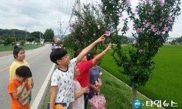 영덕군  축산항 가는길 나라꽃 무궁화 만개