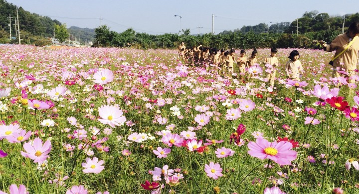 대전 대덕구, 장동 경관농업 농림축산식품부 주관 우수사례 선정