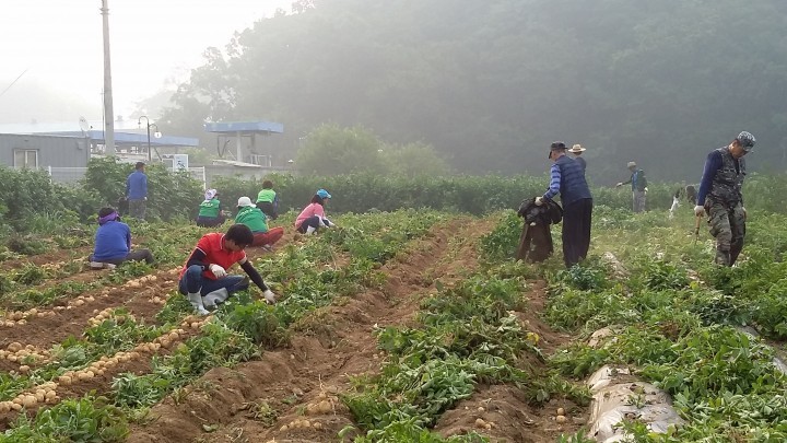 상패동 새마을 남·녀지도자 감자수확
