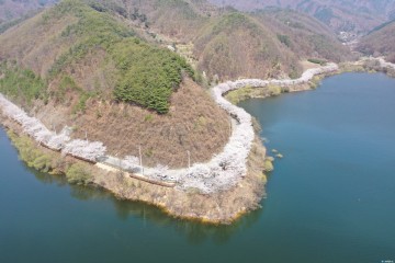 [포토뉴스] 봉화 물야저수지 벚꽃 활짝펴 연분홍꽃잎과 어우러진 푸른 물결